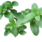 Grávida pode comer hortelã