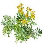 Chá de arruda na gravidez, será perigoso?