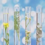 plantas medicinais perigosas na gestação