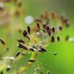 Funcho na gravidez: quais os riscos para o bebé